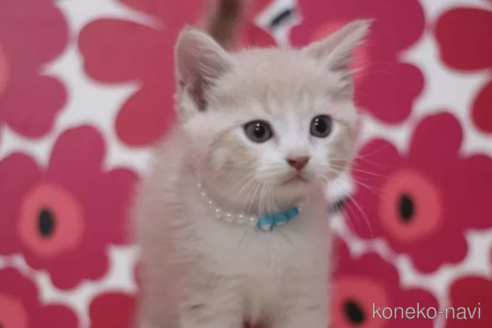 成約済の東京都のマンチカン-101534の2枚目